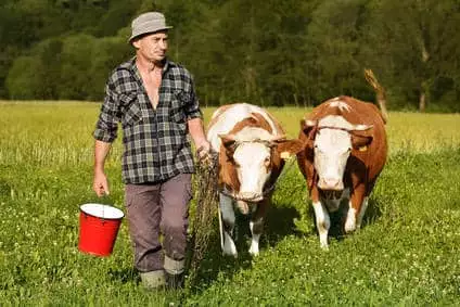 Agriculteur et ses vaches règlement 882/2004, animaux, bien-être