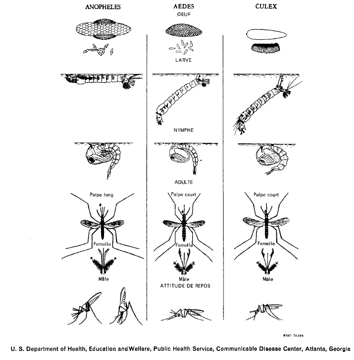 oeufs de moustiques