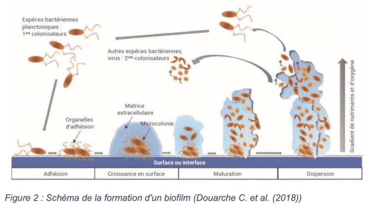 Biofilm qui se forme sur le revêtement du sol