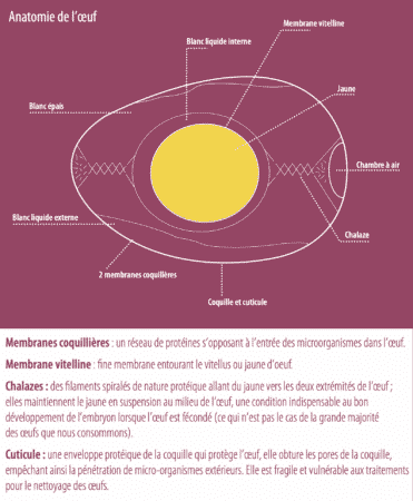 Anatomie-laver-loeuf-INRA